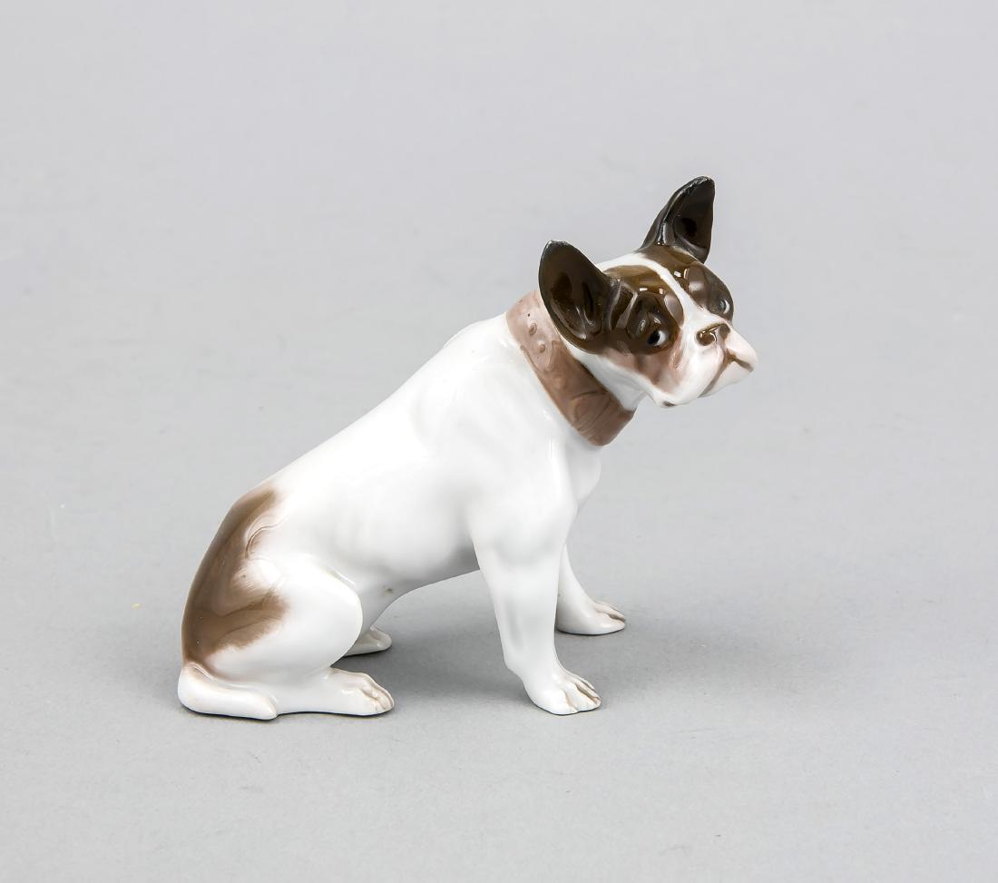 Young French Bulldog, Rosenthal, mark for Selb 1922-33,: Young French Bulldog, Rosenthal, mark for Selb 1922-33, designed by Fritz Diller, modelno. 286, naturalistic underglaze painting, sitting, h. 9 cm