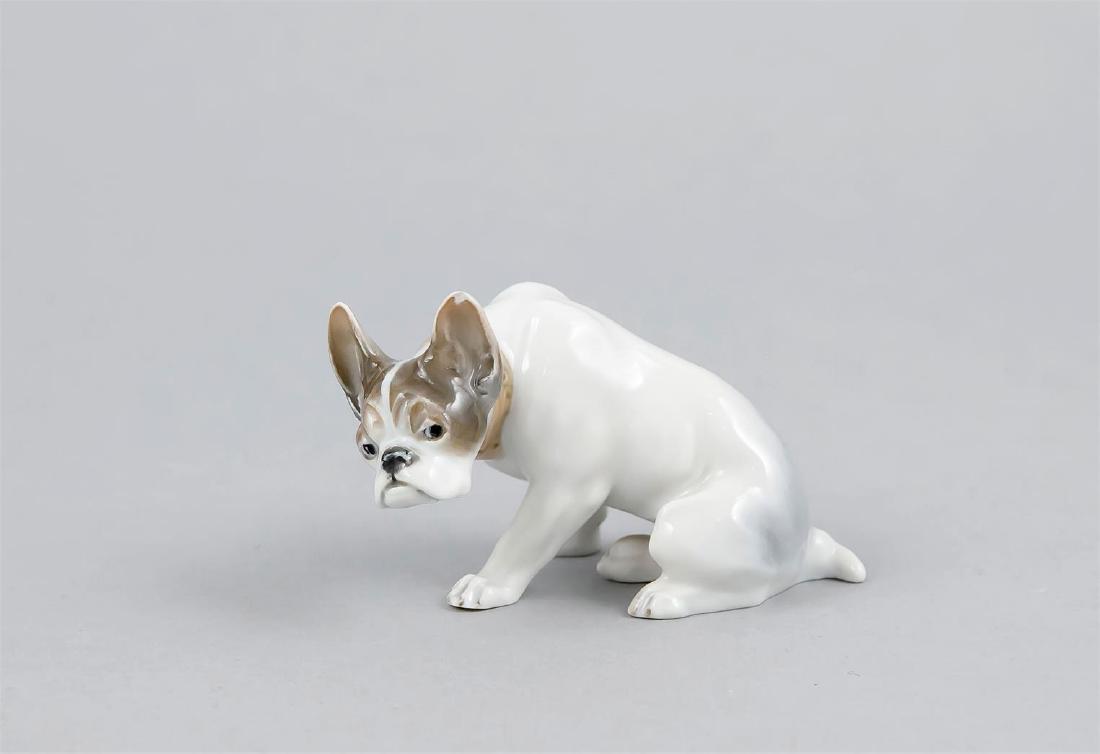 Französische Bulldogge, Rosenthal, Selb, 1920er: Französische Bulldogge, Rosenthal, Selb, 1920er Jahre, Entwurf Fritz Diller im Jahr 1913, Modellnr. K 308, naturalistisch staffiert in Unterglasurfarben, min. Chip am Ohr, L. 10 cm English: Frenc