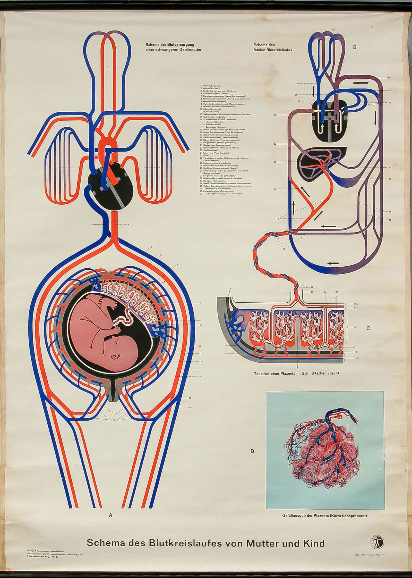 2 school maps/diagrams, mid 20: 2 school maps/diagrams, mid 20th c., 1 x ''Schema of the blood circulation of mother and child'', Klett Verlag 1966, 115 x 85 cm. 1 x ''Internal organs'', KLett Verlag 1951, 115 x 85 cm.