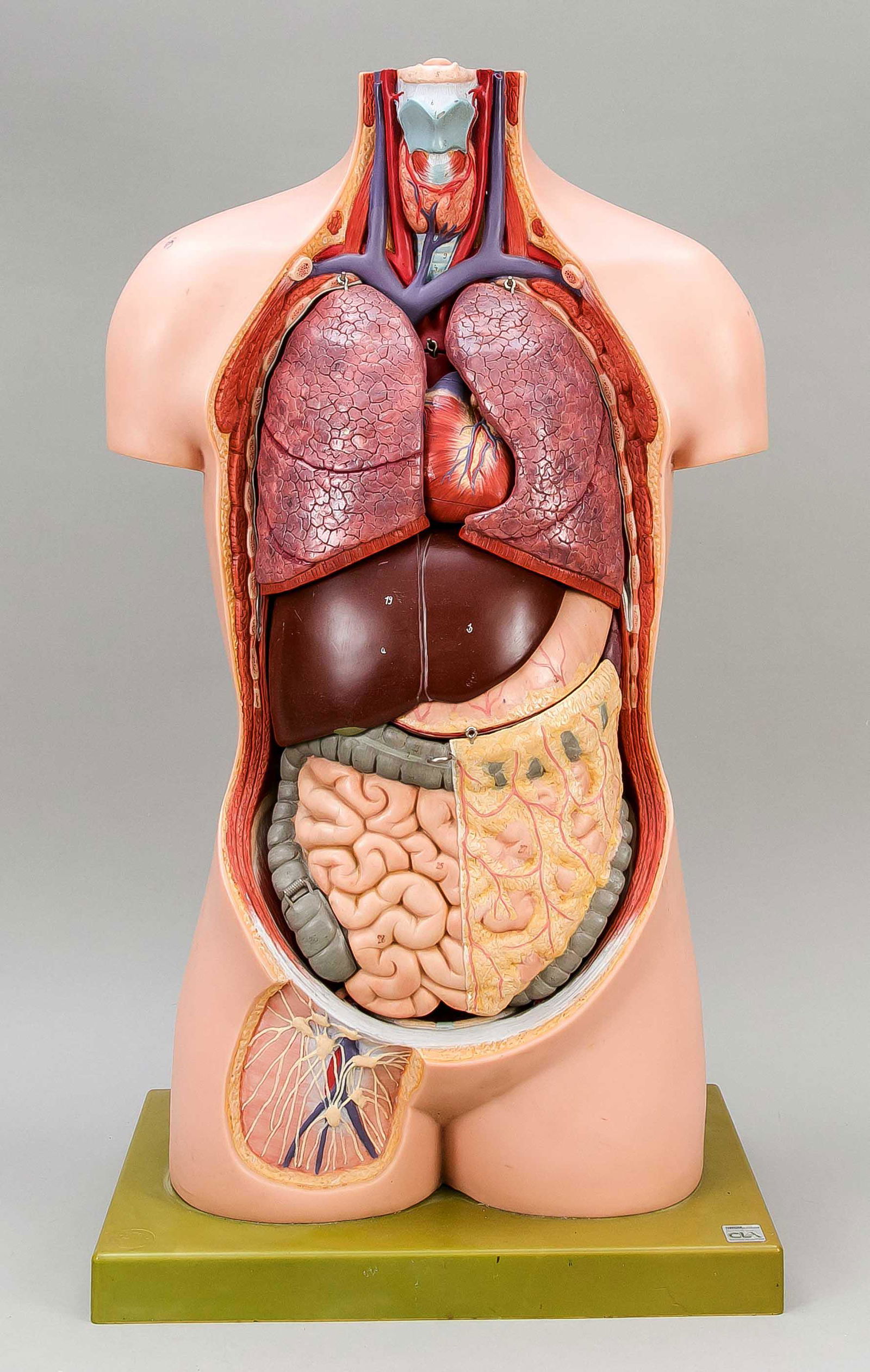 Anatomical models by Somso/Cob: Anatomical models by Somso/Coburg Lehrmittelanstalt, mid-20th century, 1 x large torso with removable internal organs, on green plastic plinth (all organs present), h. 72 cm. 1 x liver, d. 33 cm. Plus