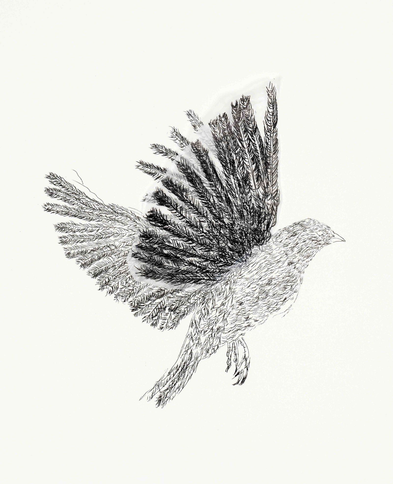 Smith, Kiki. 1954 Nuremberg - lives and works in New York. bird. 1998. lithograph with collaged: Smith, Kiki. 1954 Nuremberg - lives and works in New York. bird. 1998. lithograph with collaged glassine paper parts as wing/velin, signed and dated Kiki Smith 1998 in lower right corner, loosely encl