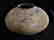 Indus Valley Ceramic Vessel (genuine artifact) 12"