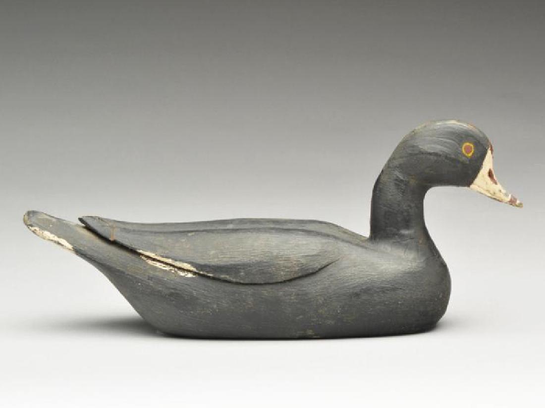 Coot, Xavier Bourg, Larose, Louisiana.: Coot, Xavier Bourg, Larose, Louisiana.