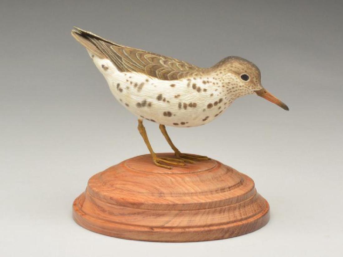 Full size sandpiper, Jimmie Vizier, Galliano, (1 of 1)
