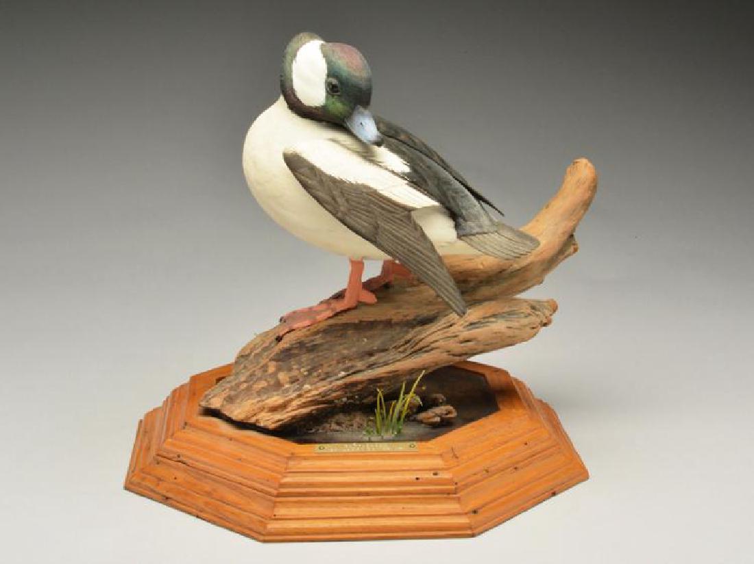* Full size preening bufflehead drake, Larry Tawes. (1 of 1)