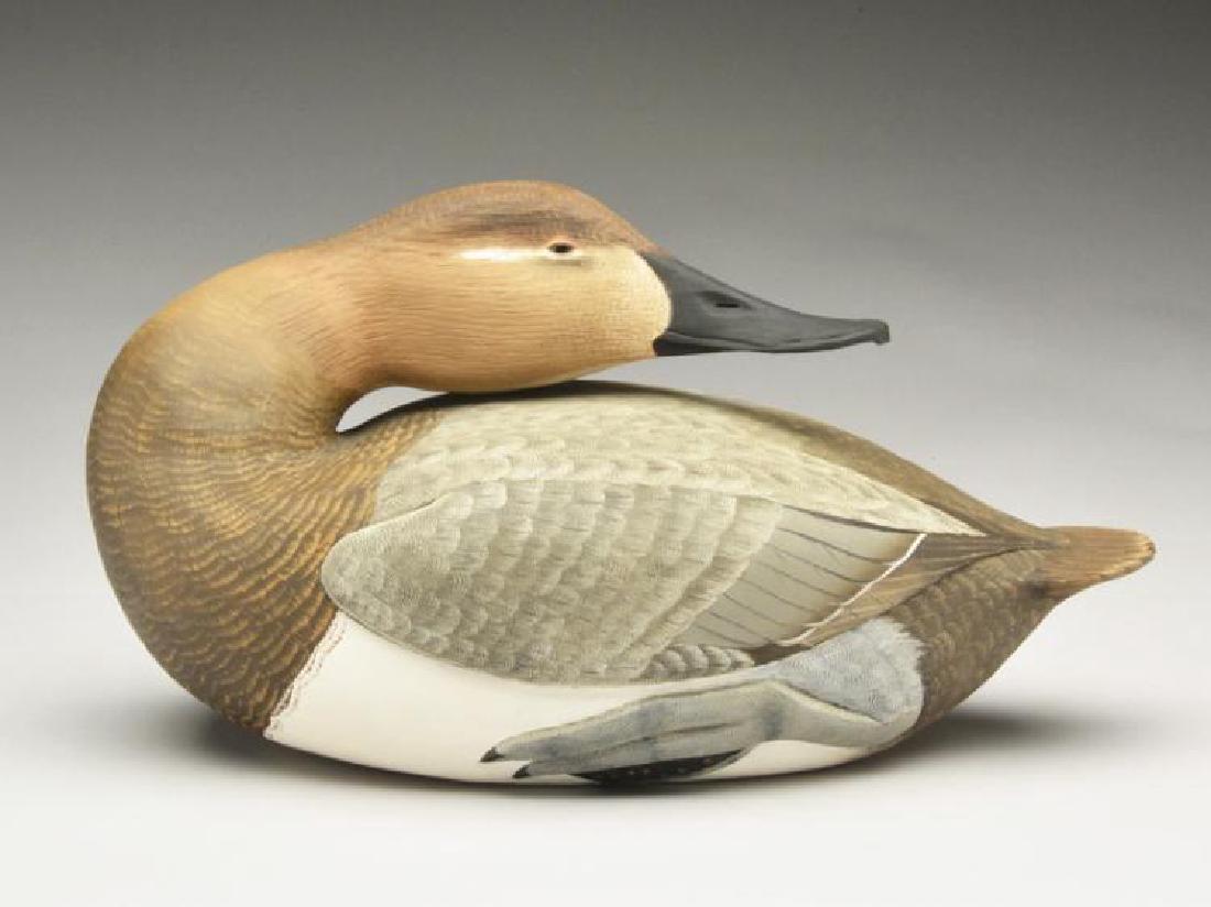 Rare preening canvasback hen, Corbin Reed, (1 of 1)