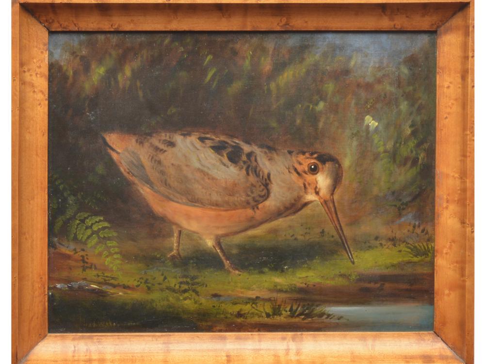 Oil on canvas of woodcock, Wakeman Holburton.: Oil on canvas of woodcock, Wakeman Holburton. Image size 10.5" x 13.5". In Birdseye maple frame. Notes: Painting