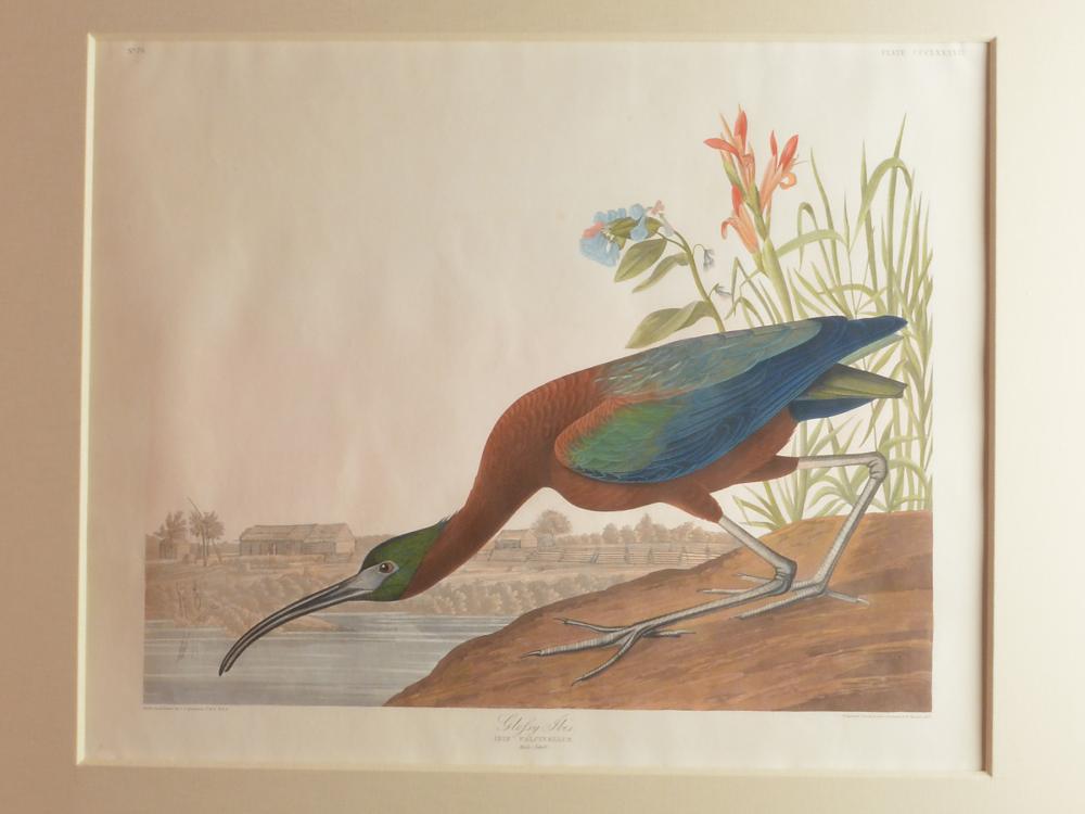 Original aquatint engraving, John James Audubon: Original aquatint engraving, John James Audubon (1785-1851), PL 358 - Glossy Ibis. Drawn from nature by John James Audubon, F.R.S. And F.L.S. engraved, printed and colored by R. Havell 1837. Professio