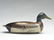 Very strong mallard drake, Bert Graves, Peoria, - 2
