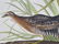 Original aquatint engraving, John James Audubon - 2