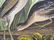 Original aquatint engraving, John James Audubon - 4