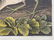 Original aquatint engraving, John James Audubon - 5