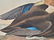 Original aquatint engraving, John James Audubon - 2