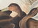 Original aquatint engraving, John James Audubon - 4