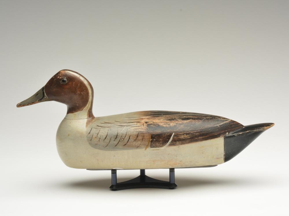 Pintail drake, Bert Graves, Peoria, Illinois, 1st to (1 of 4)