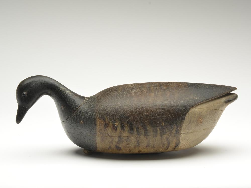 Brant, Mark McNair, Craddockville, Virginia. (1 of 3)