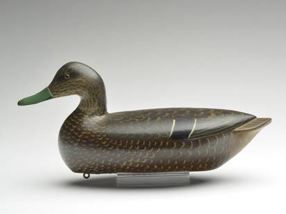 Black duck drake, Charles Perdew, Henry, Illinois.: Black duck drake, Charles Perdew, Henry, Illinois. 17" long. One of a rig of 12. Provenance: Formerly in collection of Otto Meyer. Notes: Decoy