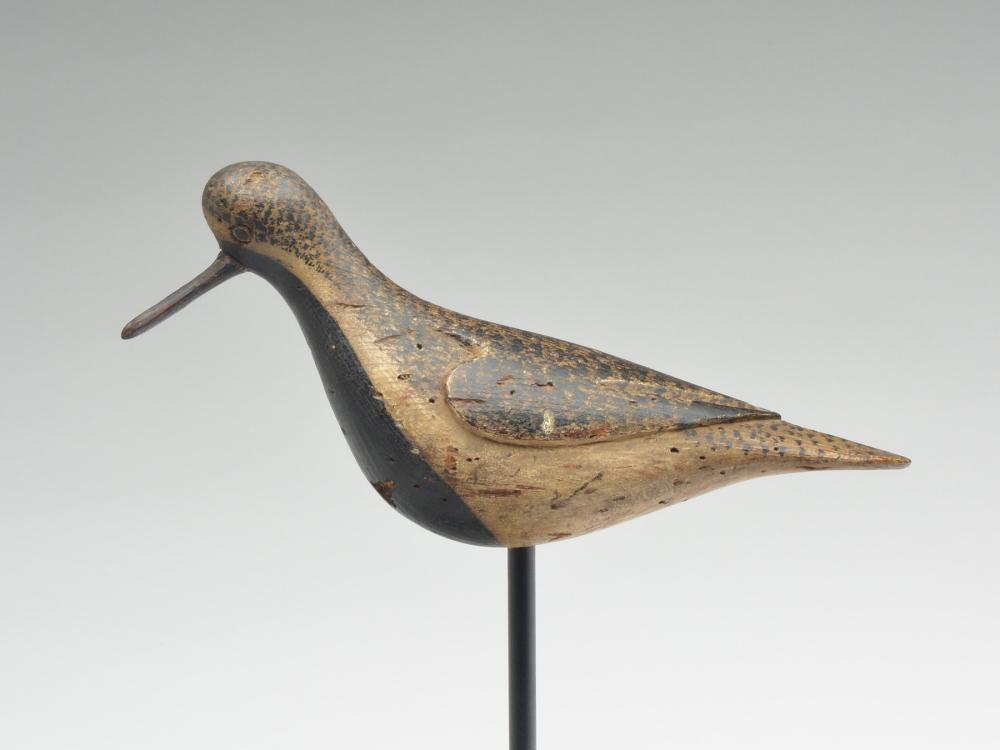 Black bellied plover, Obediah Verity, Seaford, New (1 of 6)