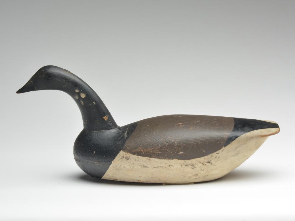 Swimming brant, Nate Birdsall, Point Pleasant, New (1 of 3)