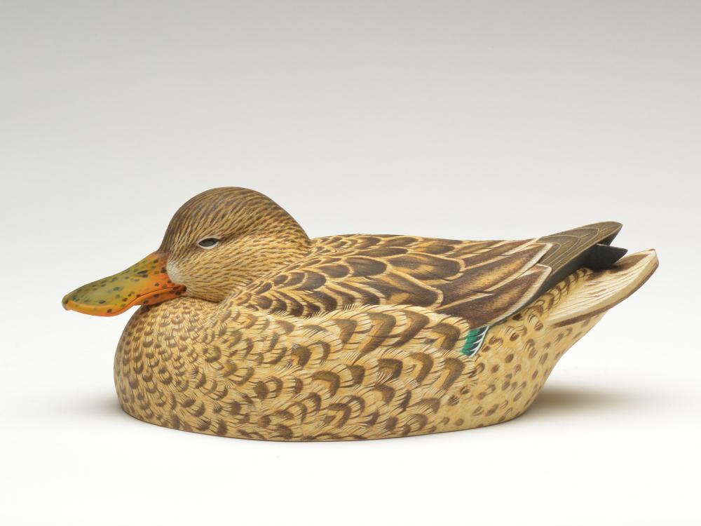 Shoveler hen, Jude Brunet, Galliano, Louisiana. (1 of 3)