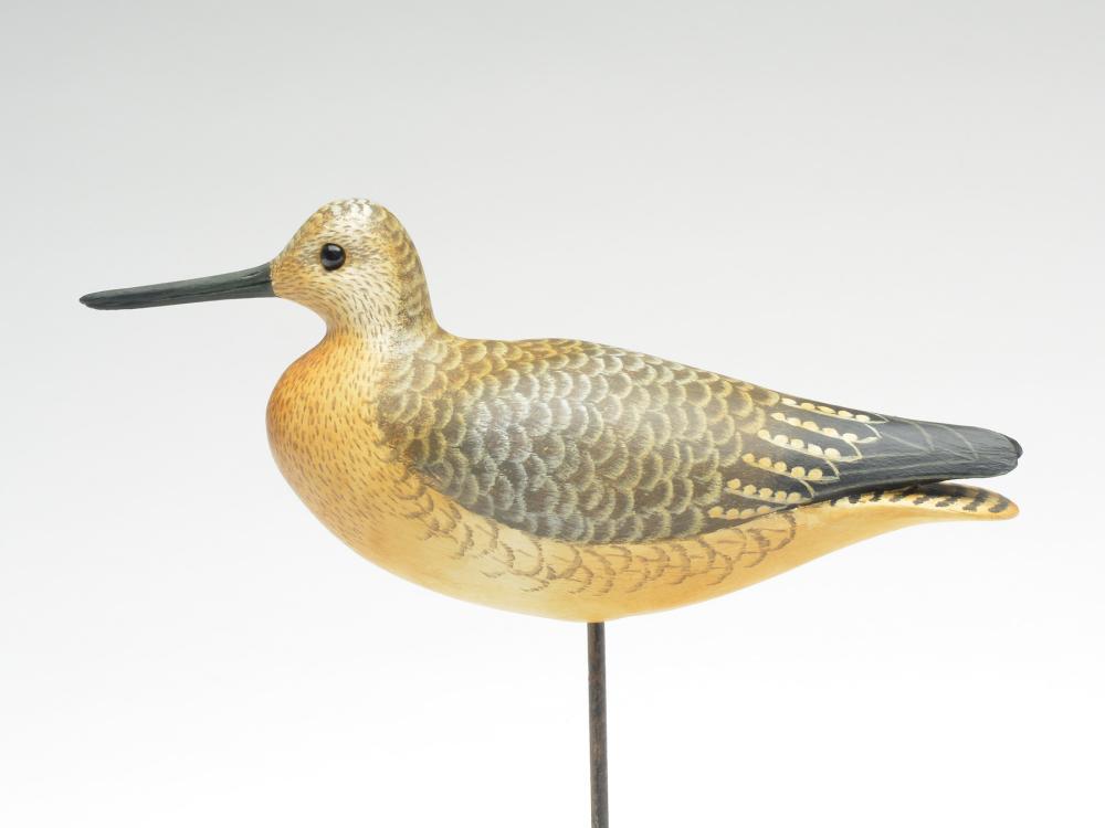 Yellowlegs with tucked head, Cigar Daisey, (1 of 3)