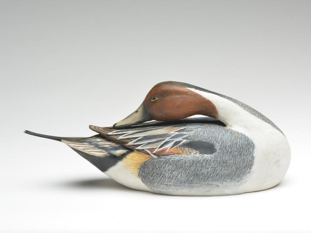 Preening pintail drake, Mike Frady, New Orleans, (1 of 4)