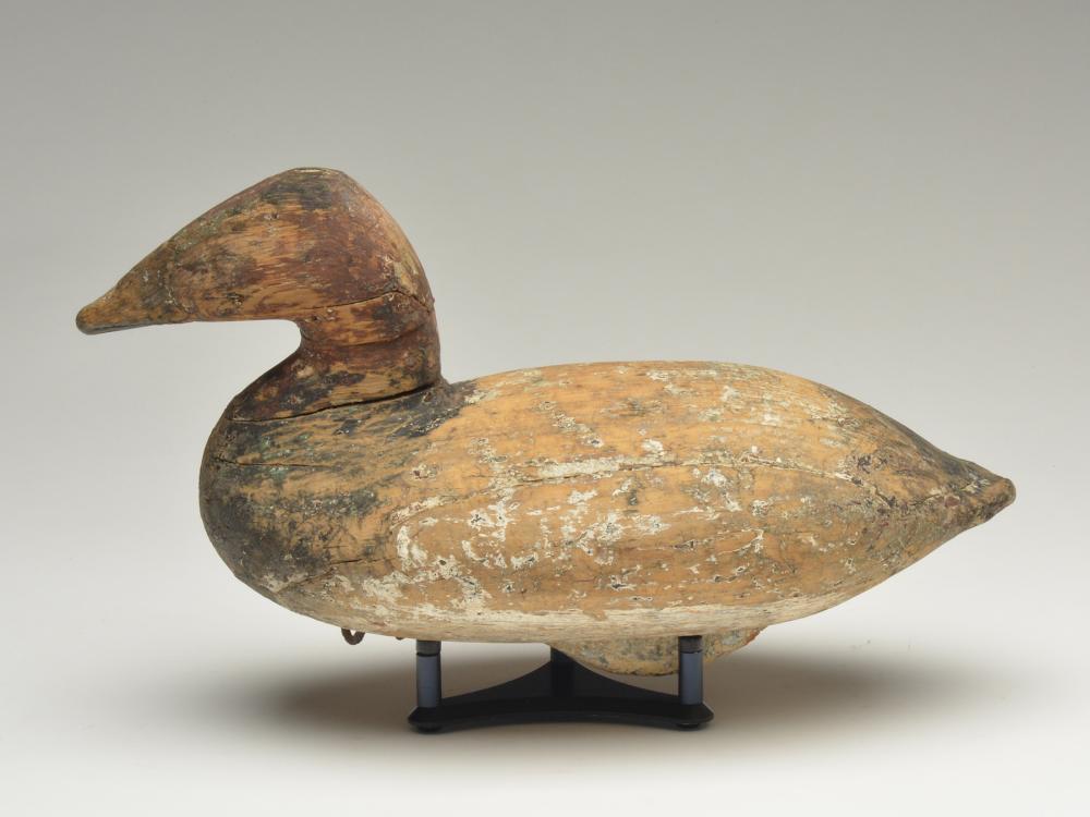 Canvasback drake, John Graham, Charlestown, Maryland, (1 of 4)