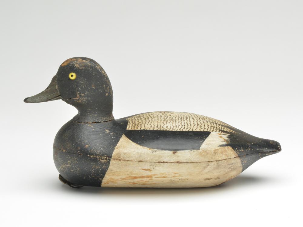 Rare bluebill drake, George Sibley, Michigan, circa (1 of 3)