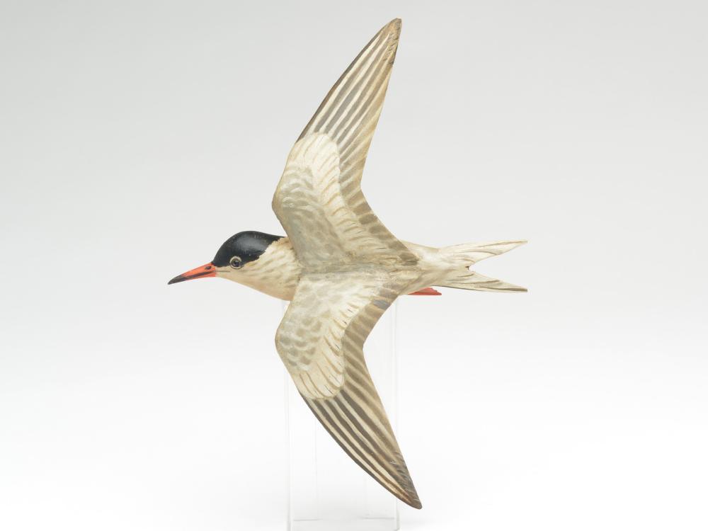 Very rare flying lesser tern, Elmer Crowell, East (1 of 3)