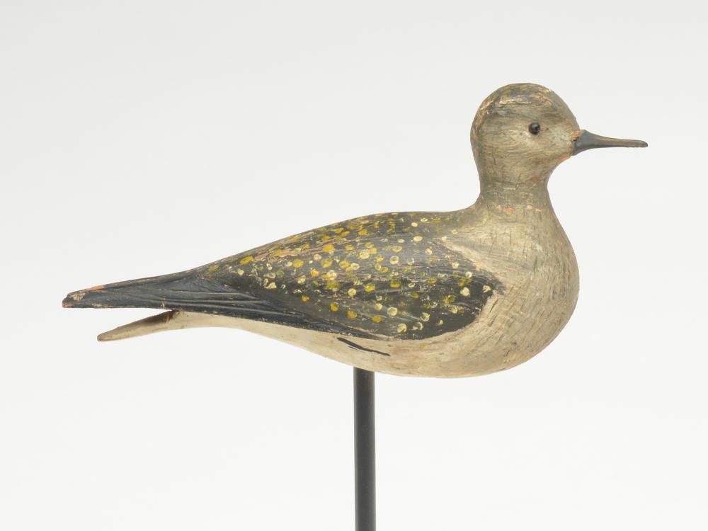 Golden plover, Elisha Burr, Hingham, Massachusetts, (1 of 4)