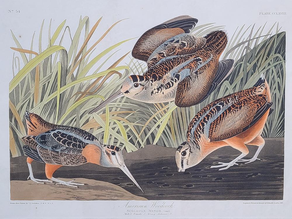 John James Audubon (1785-1851), American Woodcock (1 of 5)