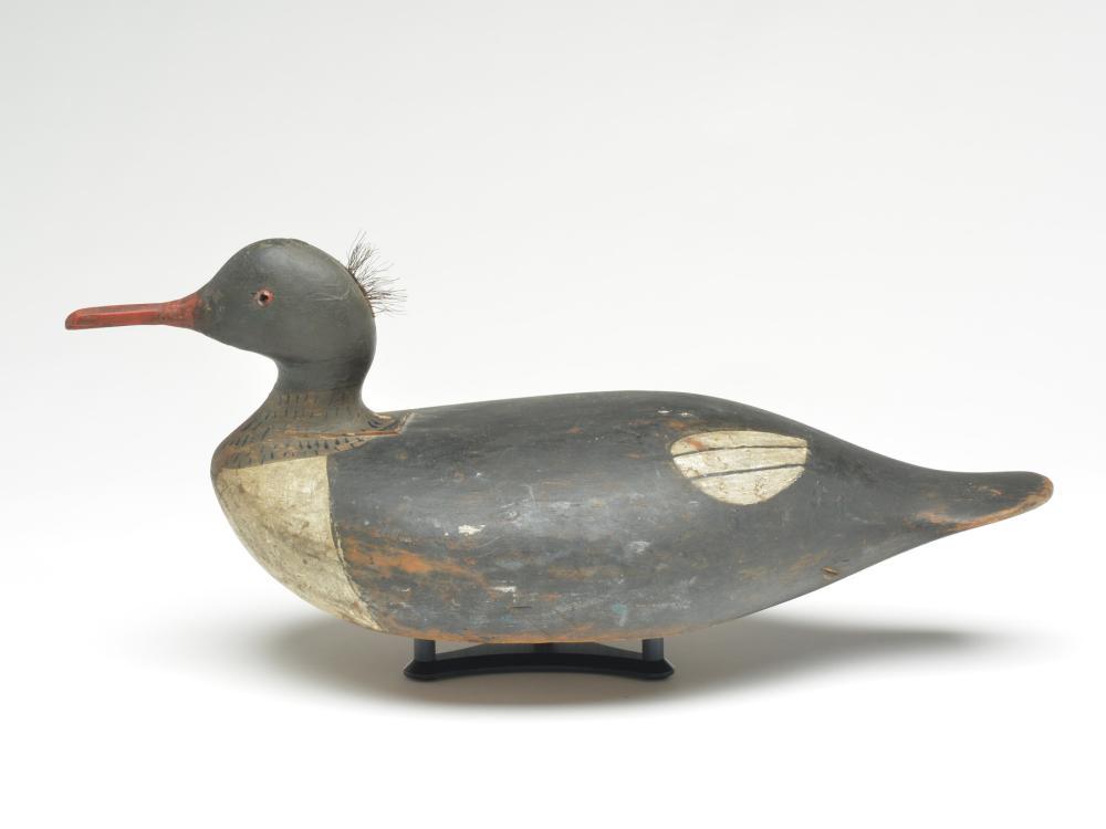 Merganser hen, Willie Ross, Chebeague Island, Maine. (1 of 3)