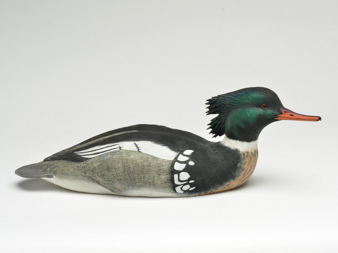 Merganser drake in swimming pose, Pat Godin, Galiano, (1 of 4)