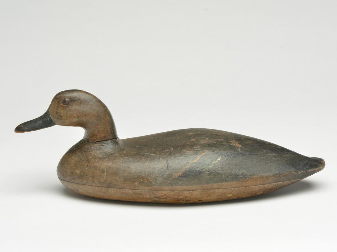 Greenwing teal hen, John Blair, Sr., Philadelphia, (1 of 4)