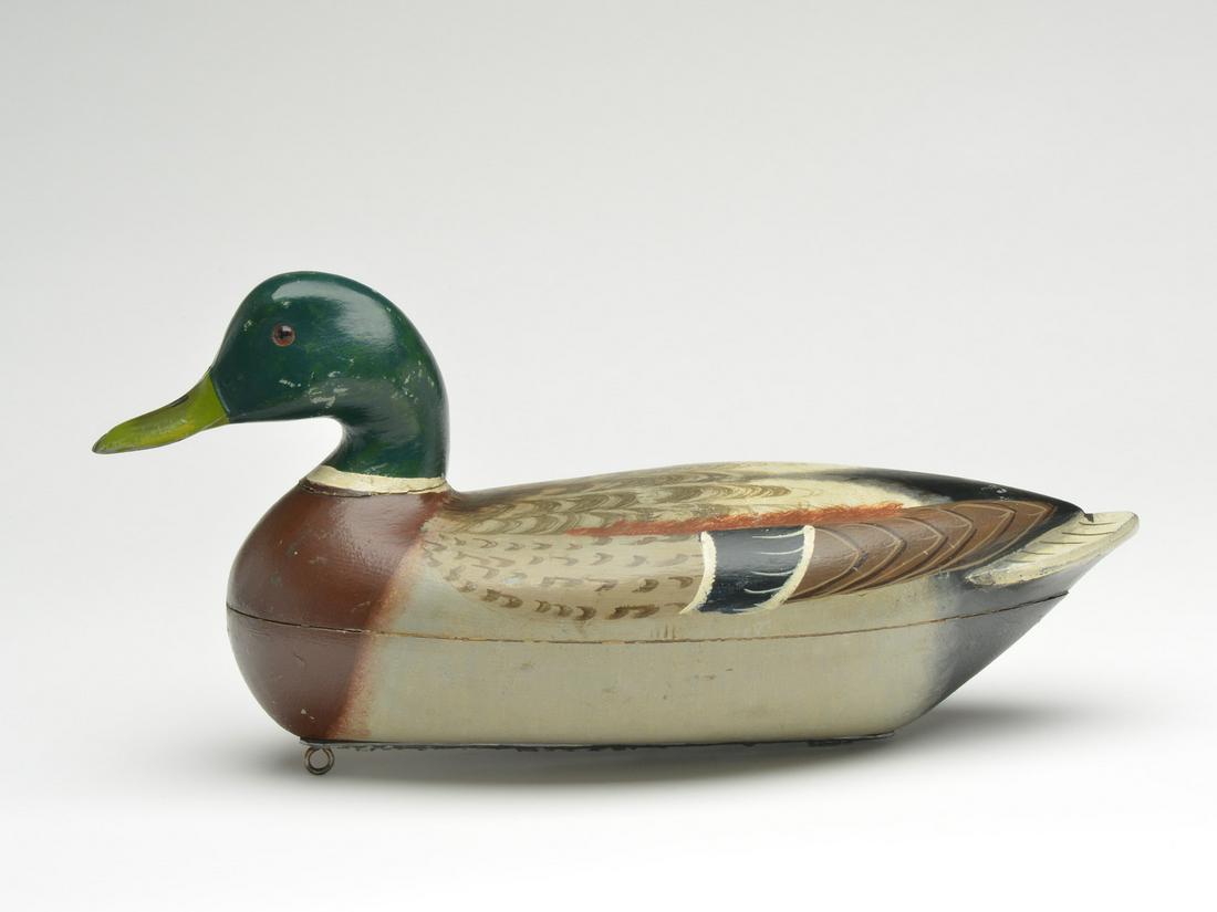 Mallard drake, Charles Perdew, Henry, Illinois. (1 of 4)
