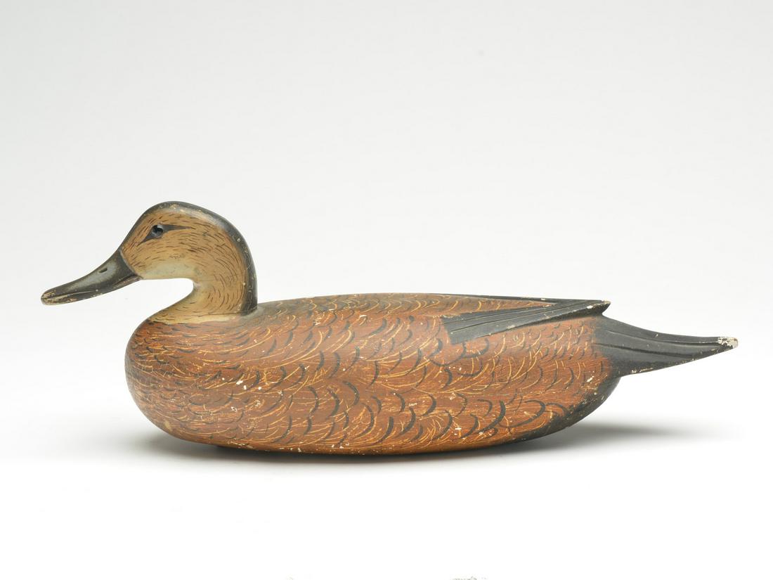 Rare pintail hen, Tom Fitzpatrick, Delanco, New Jersey. (1 of 3)