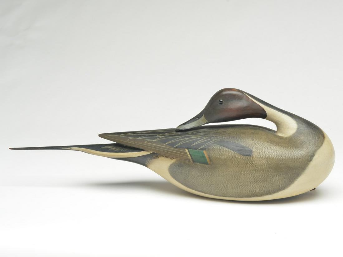 Excellent pintail drake, William Gibian, Onancock, (1 of 3)