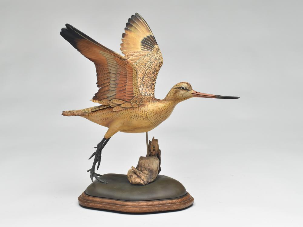 Excellent decorative marbled godwit, William Gibian, (1 of 4)
