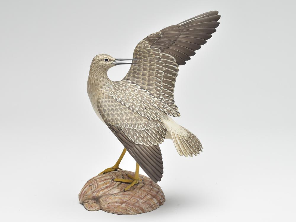 Preening lesser yellowlegs, Eddie Wozny, Cambridge, (1 of 4)