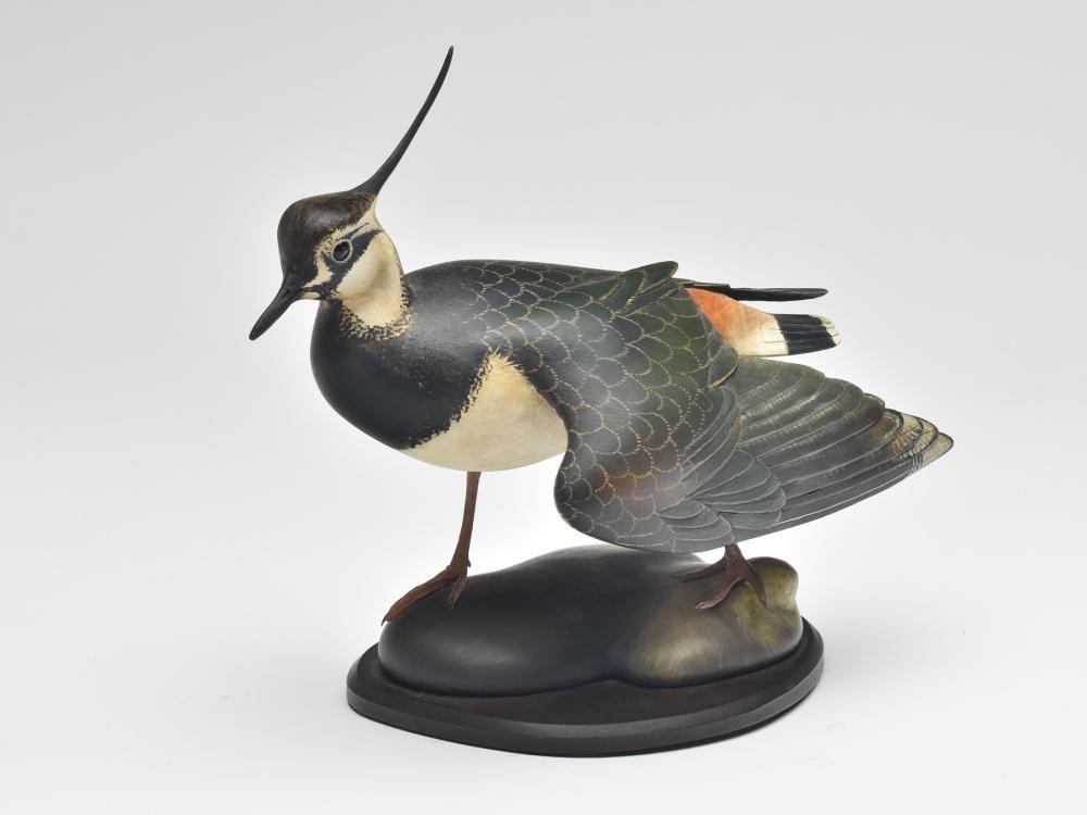 Excellent decorative lap wing plover, William Gibian, (1 of 4)