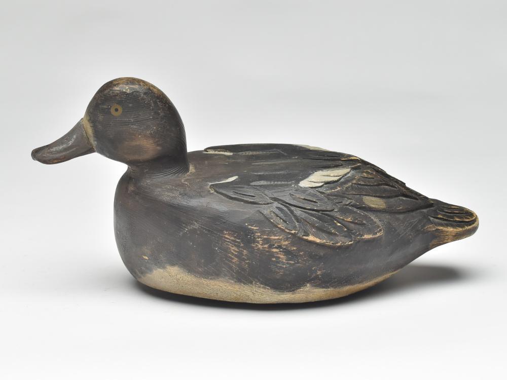 Bluebill hen, Orel LeBeouf, St. Anicet, Quebec, 2nd (1 of 4)