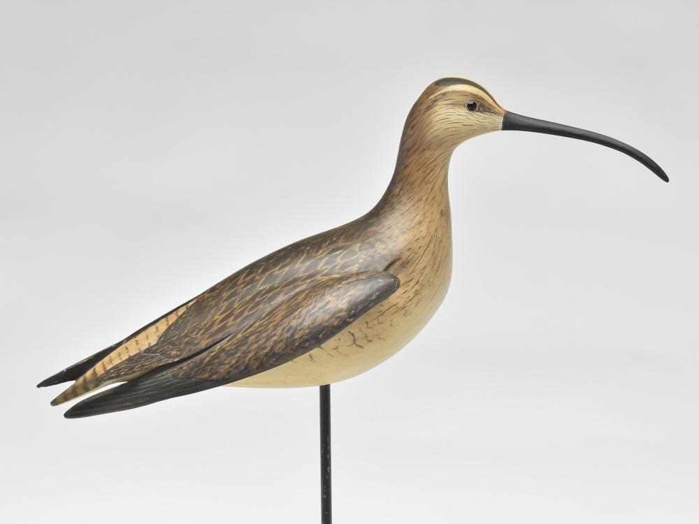 Whimbrel, William Gibian, Onancock, Virginia. (1 of 4)