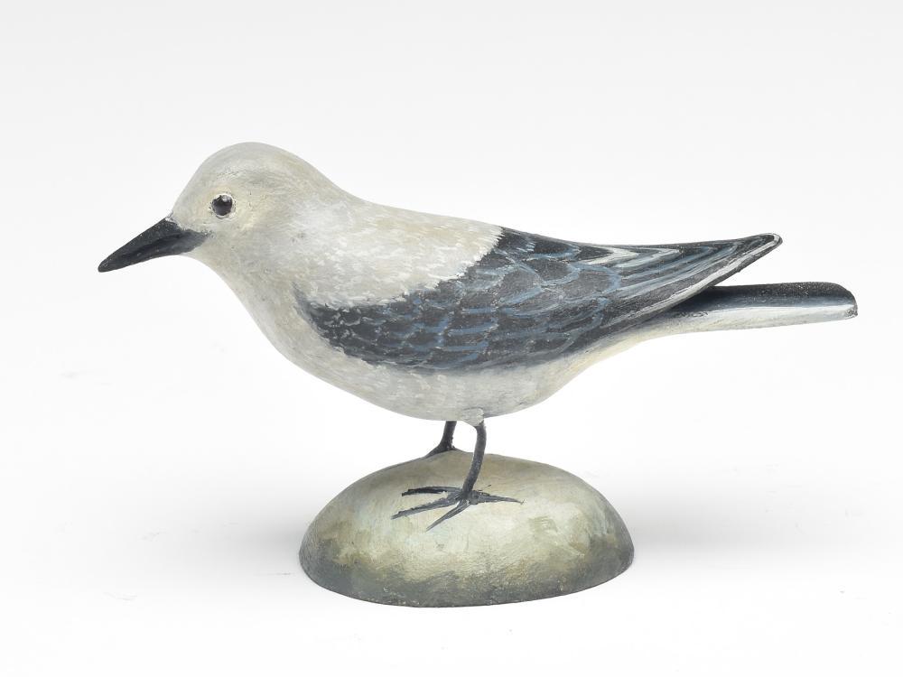 Miniature Clarks nutcracker, Frank Finney, Cape (1 of 3)