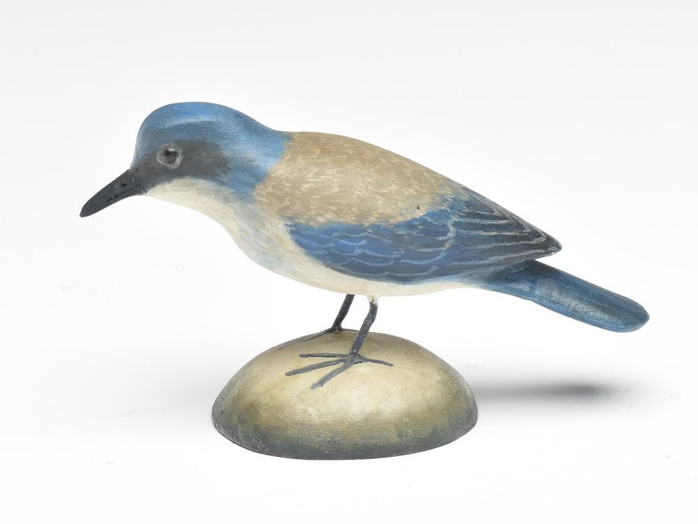 Miniature scrub jay, Frank Finney, Cape Charles, (1 of 3)
