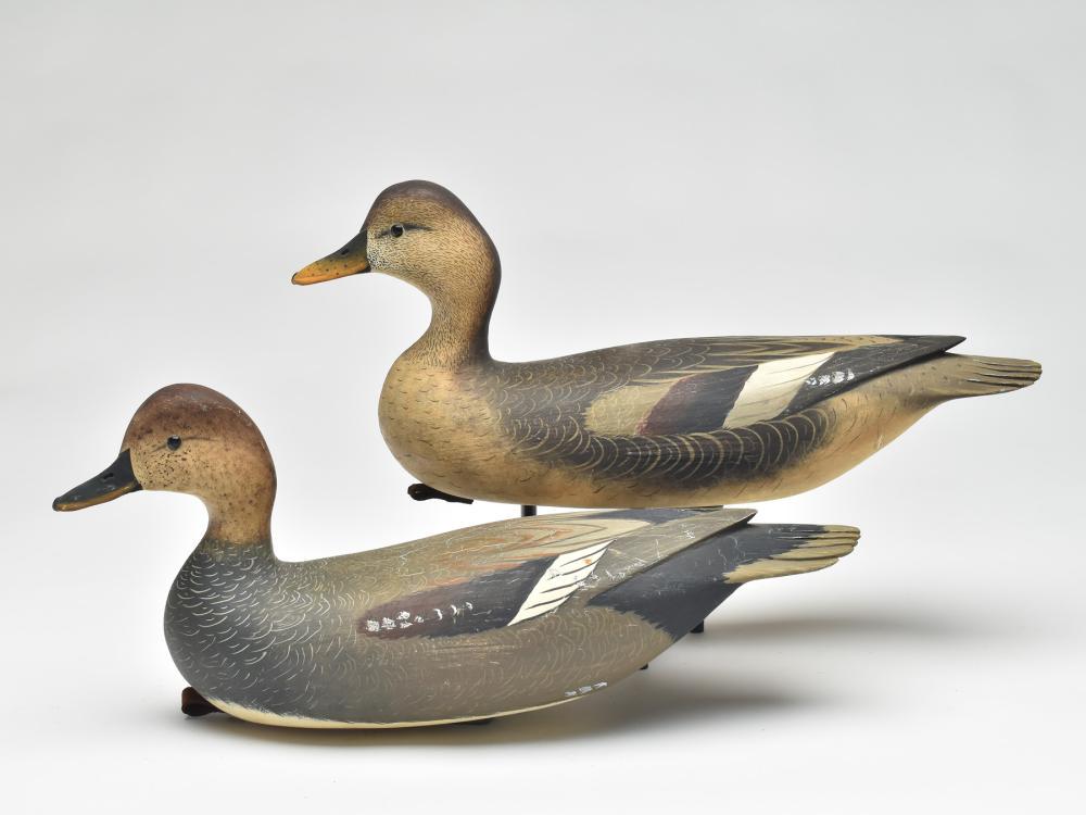 Pair of gadwall, Bob White, Tullytown, Pennsylvania. (1 of 4)