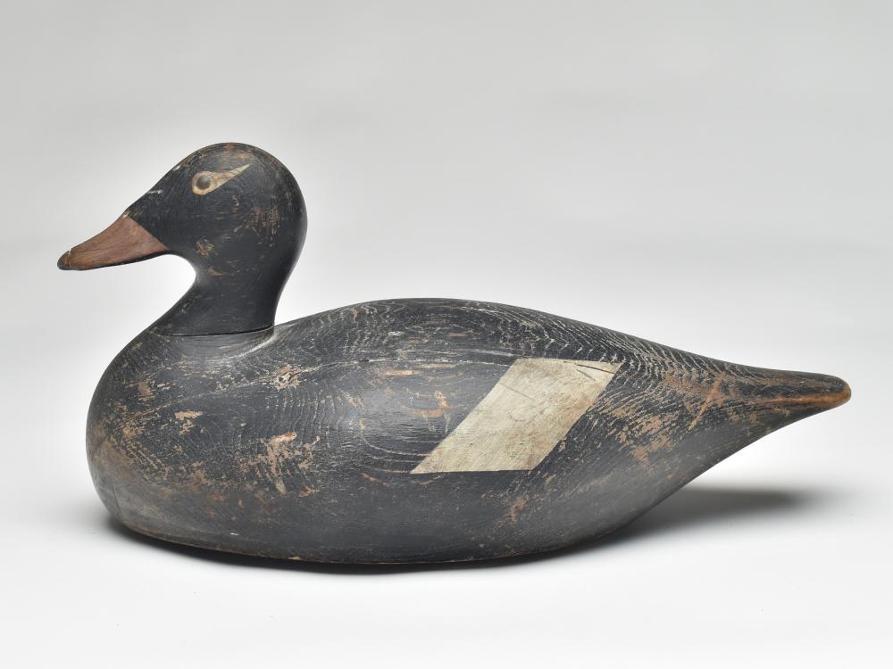 Rare white wing scoter drake, Joseph Lincoln, Accord, (1 of 3)