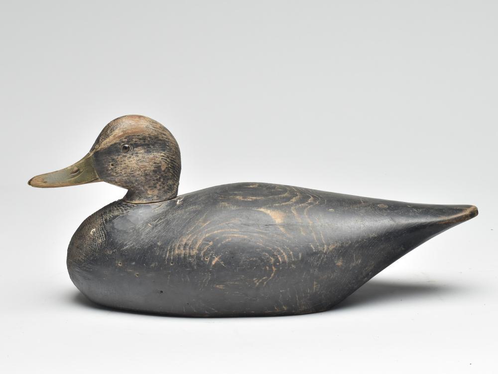 Black duck, Elmer Crowell, East Harwich, Massachusetts. (1 of 3)