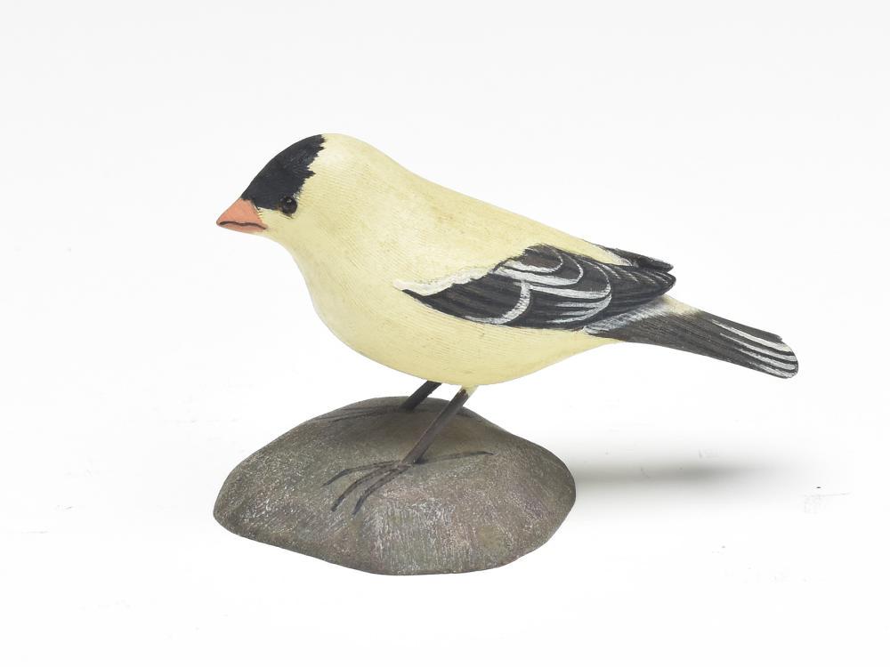 Gold finch, Jess Blackstone, Concord, New Hampshire. (1 of 3)