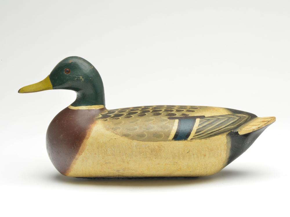 Mallard drake, Charles Perdew, Henry, Illinois. (1 of 4)