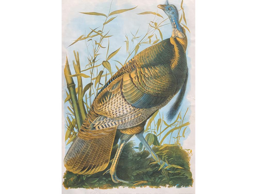 Bien edition, John James Audubon, Wild Turkey male. (1 of 5)